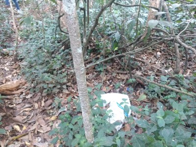 Ação de limpeza da nascente afluente do Córrego Traíra