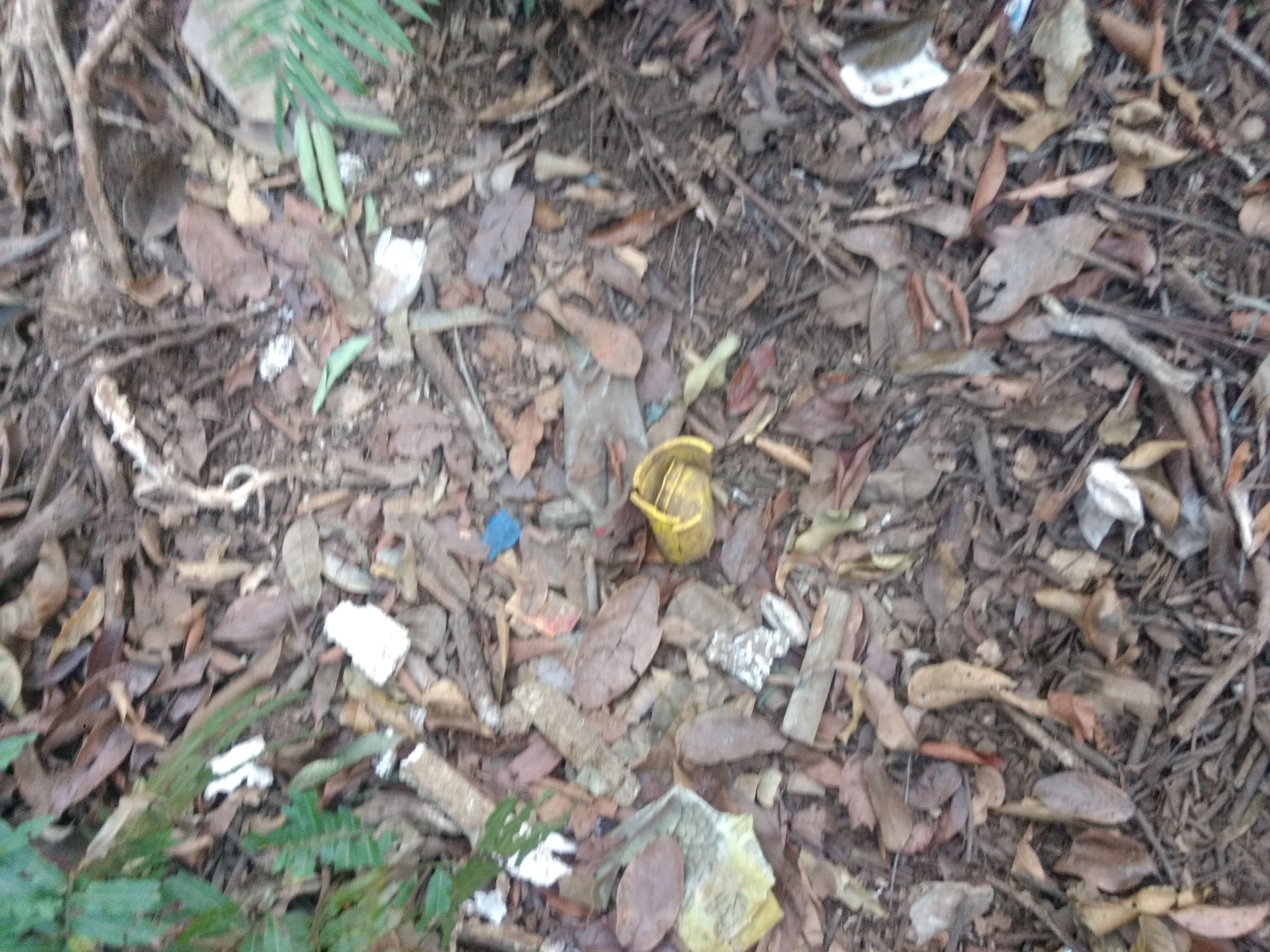 Ação de limpeza da nascente afluente do Córrego Traíra